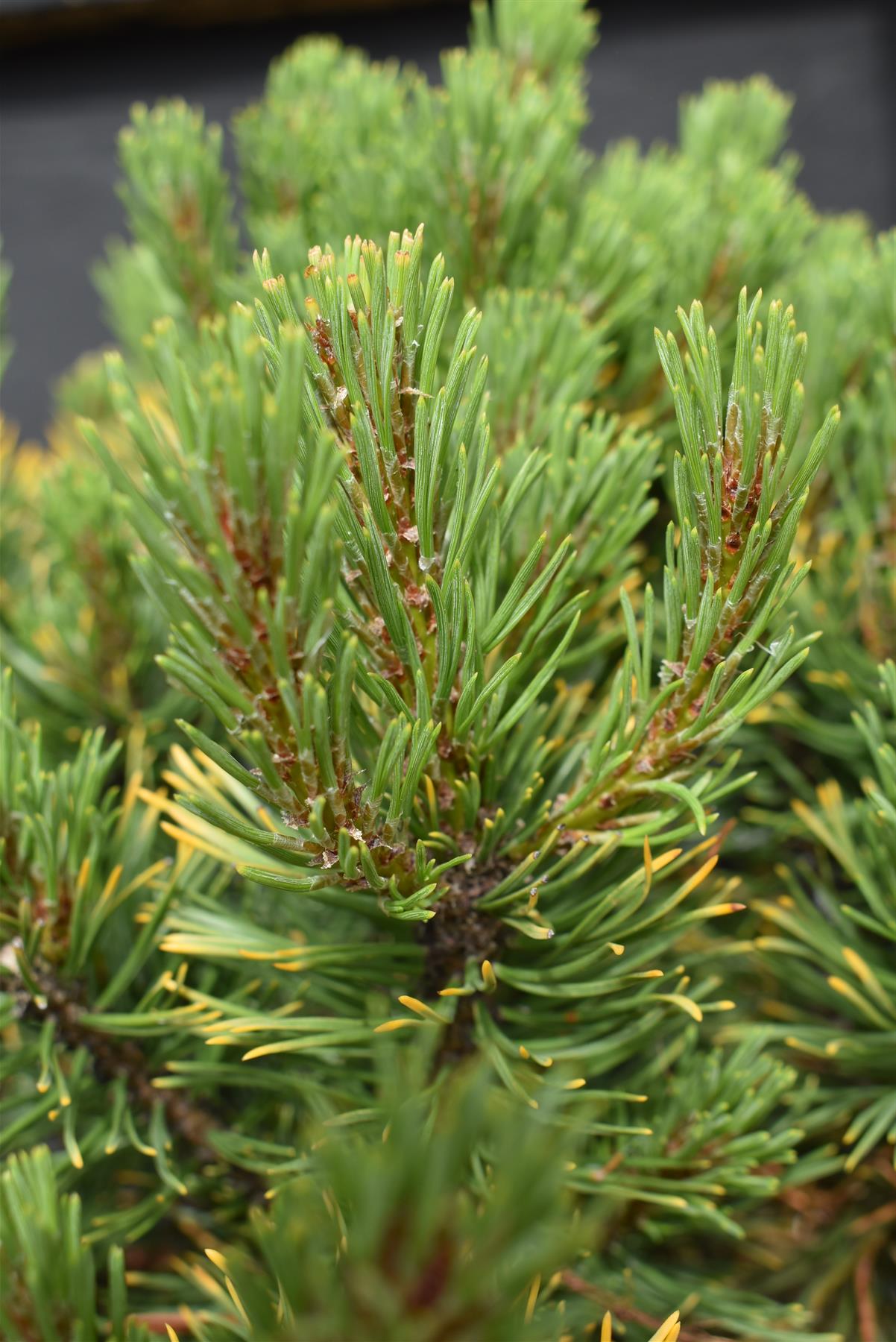 Pinus mugo 'Carsten's Wintergold' | Dwarf mountain pine - Height 30cm - Width 20cm - 6lt