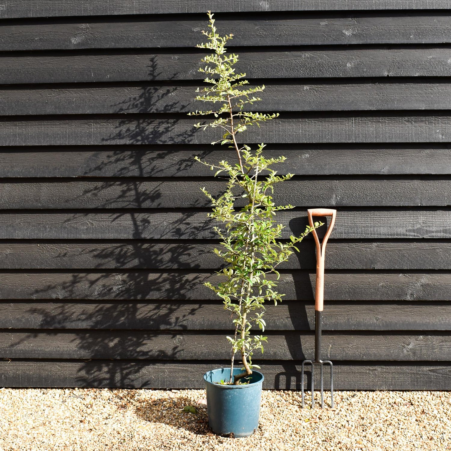 Pyracantha Mohave | Firethorn 'Mohave' - Shrub - 50-110cm - 12lt