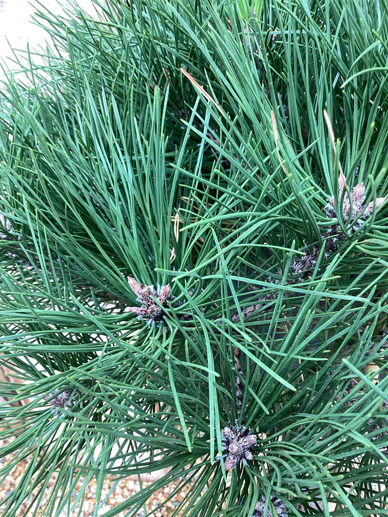 Pinus Nigra 'Brepo' | Dwarf Austrian Pine - Clear Stem 70cm - Height 120cm Head 60-70cm - 18-25lt