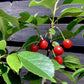 Sour Cherry 'Morello', Clear Stem - 200-250cm, 10lt