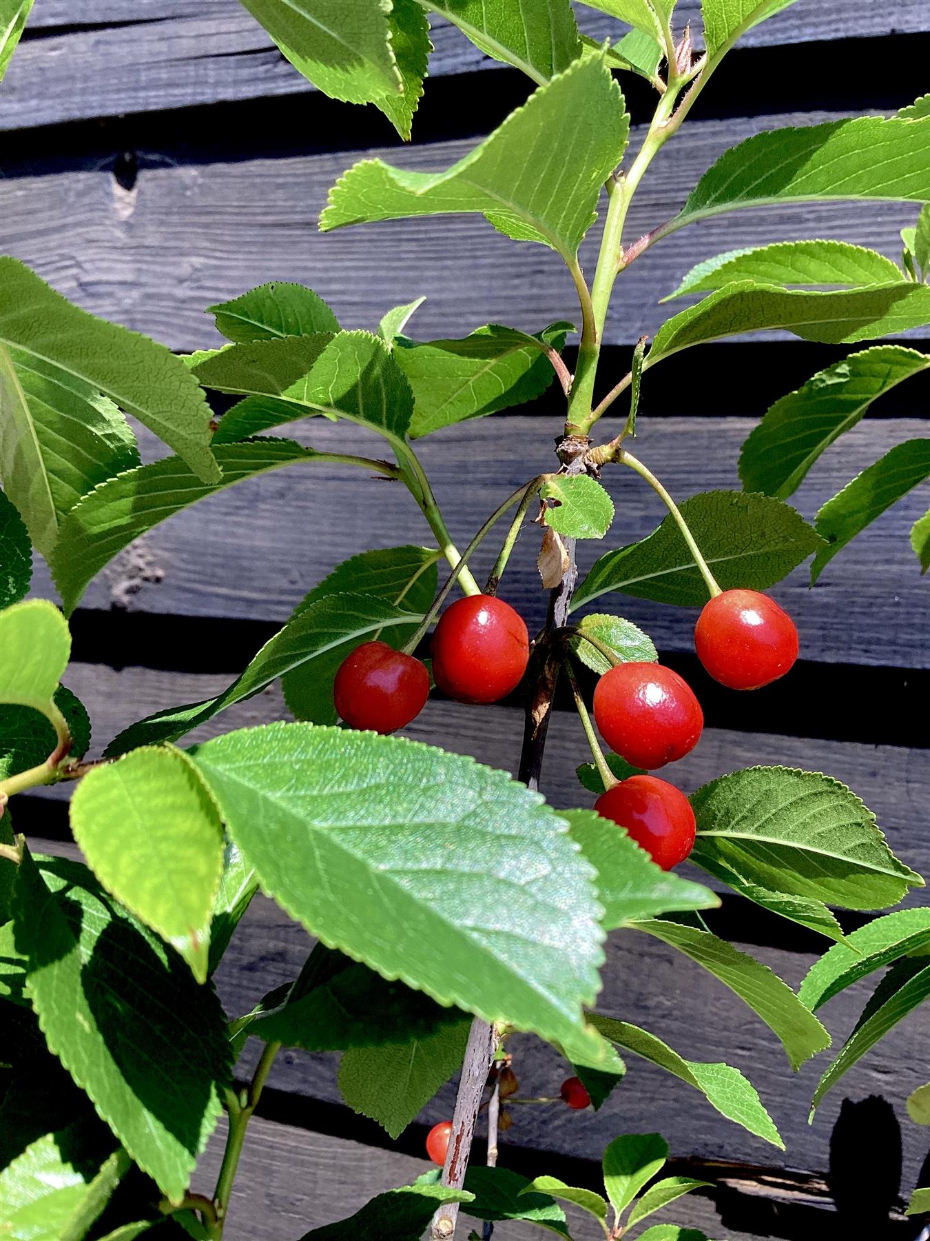Sour Cherry 'Morello', Clear Stem - 200-250cm, 10lt