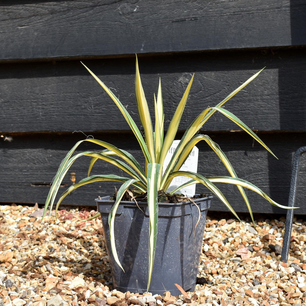 Yucca Filamentosa 'Colour Guard' | Adam's Needle 'Color Guard' - 2lt