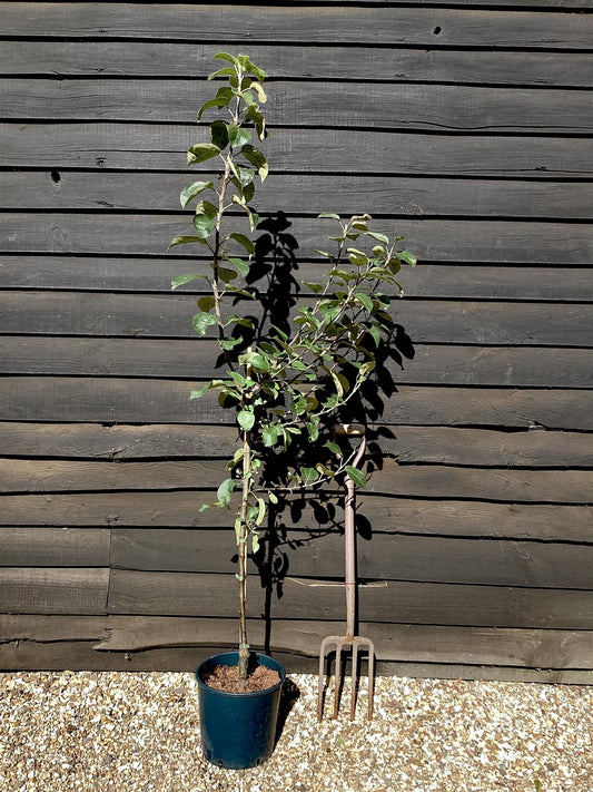 Apple tree 'Spartan' | Malus domestica - MM106 - Semi-Dwarfing - 150-160cm - 10lt