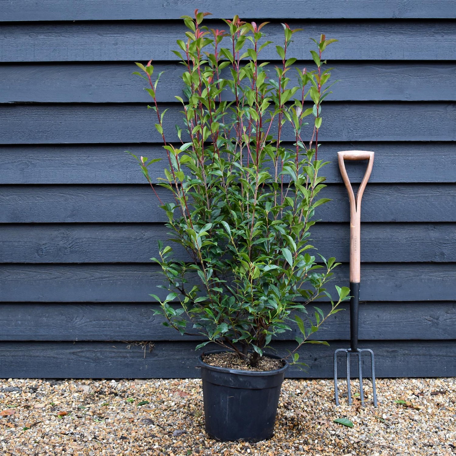 Photinia x fraseri Robusta Compacta - Shrub - Height 120-140cm - 15lt