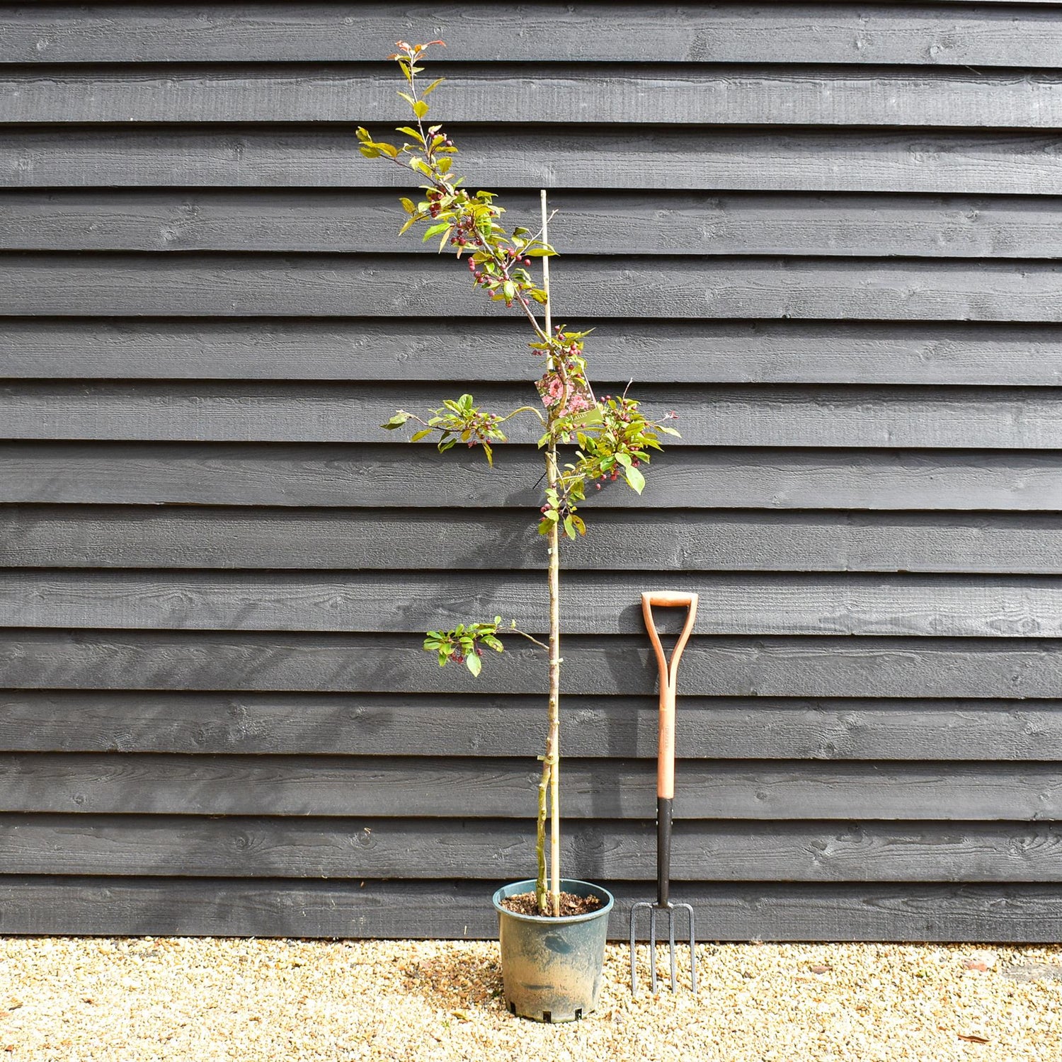 Malus Profusion Crab Apple Tree, Clear Stem - 180-200cm, 10lt