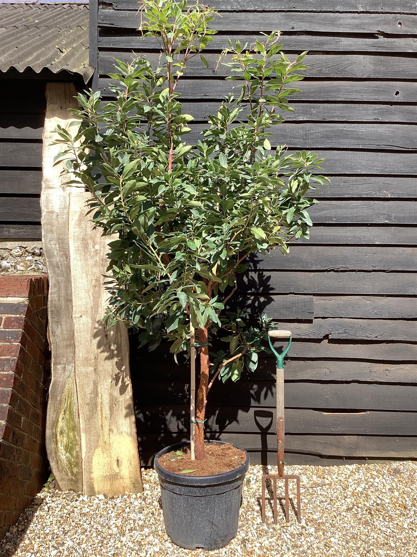 Arbutus unedo | Strawberry Tree - Girth 10-12cm - 170-200cm - 45lt
