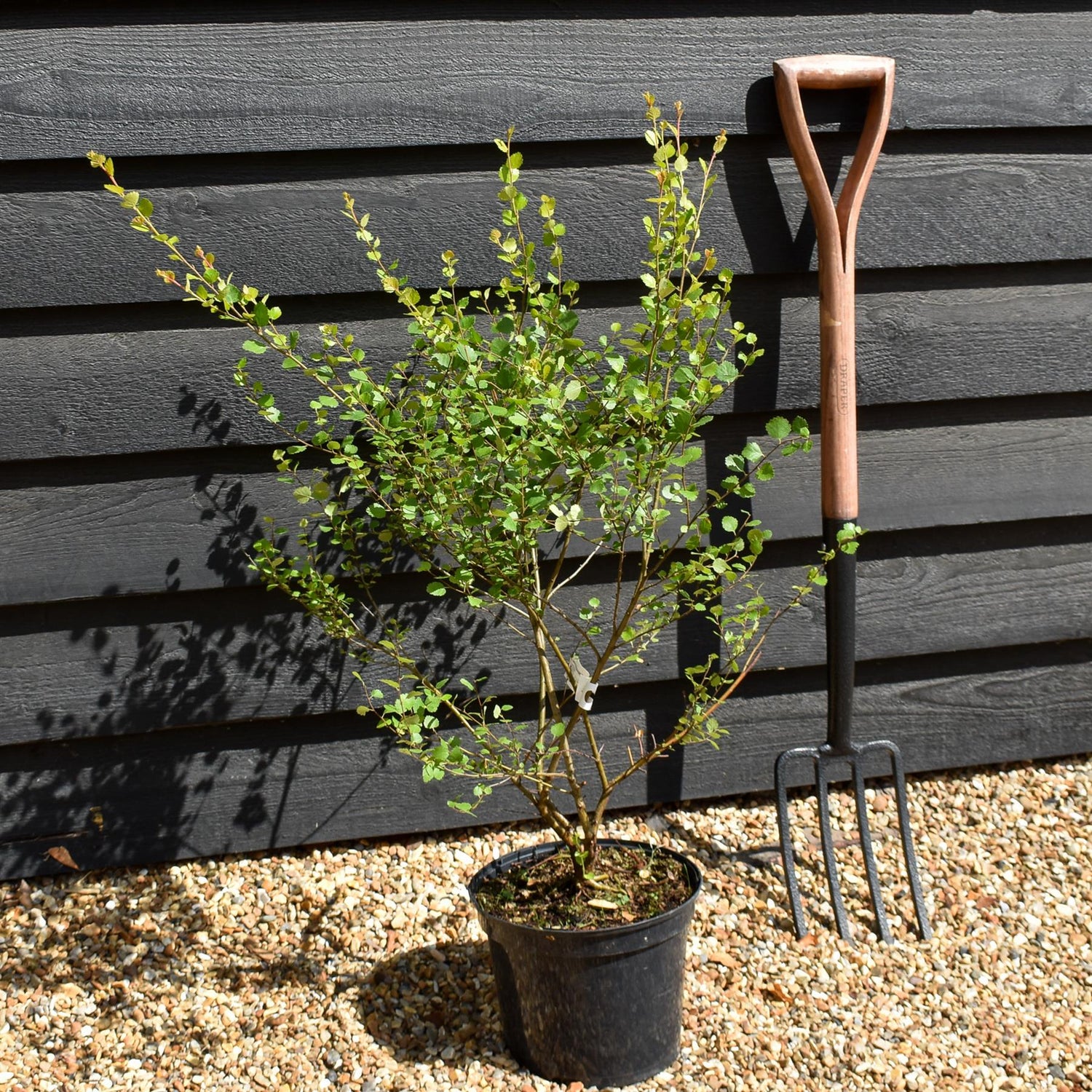 Betula nana 'Golden Treasure' - Height 20-30cm - Dwarf - 5lt