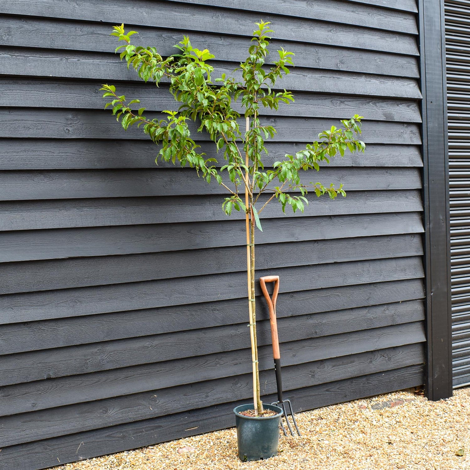 Prunus Nerasifera Pissardii Nigra | Black Cherry Plum - 250-280cm, 10lt