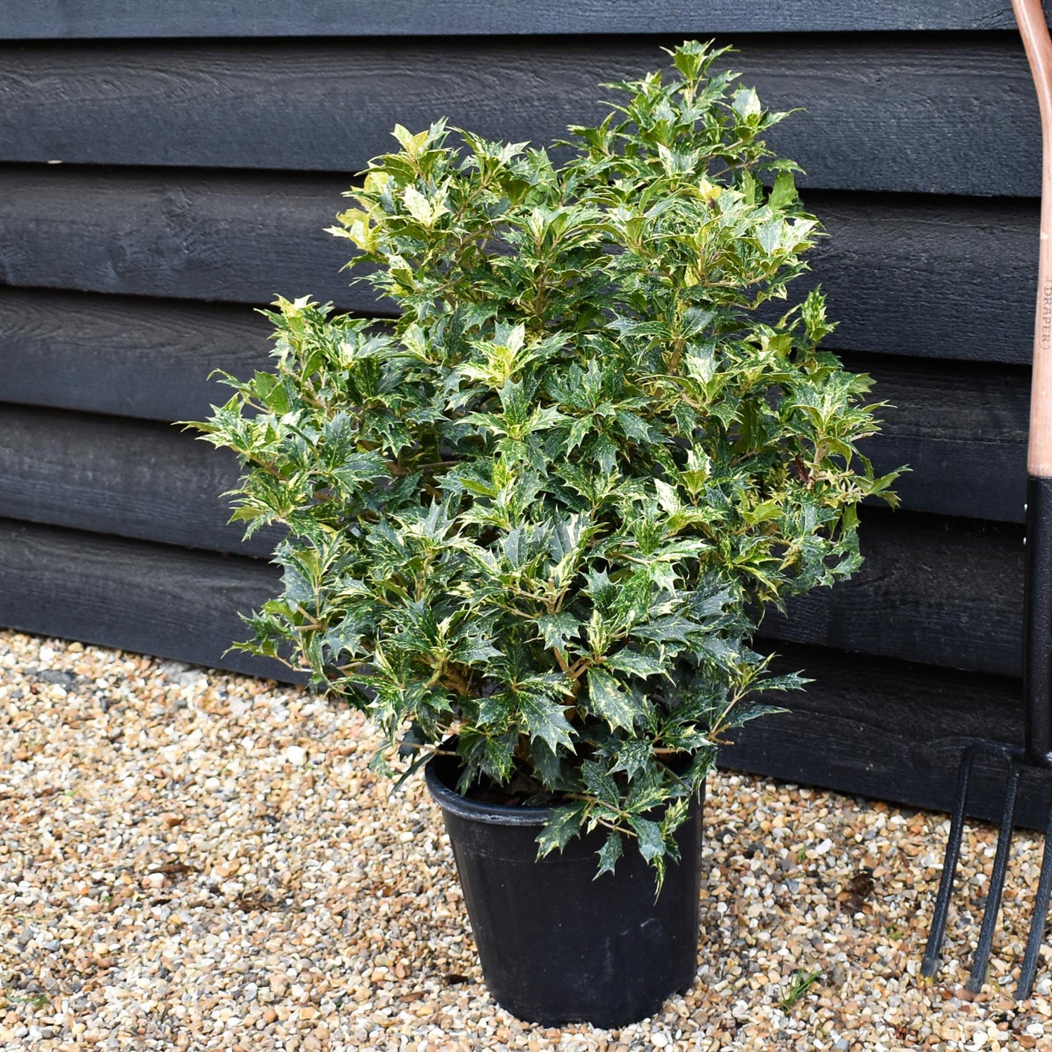 Osmanthus heterophyllus Tricolor - Height 60cm - 10lt