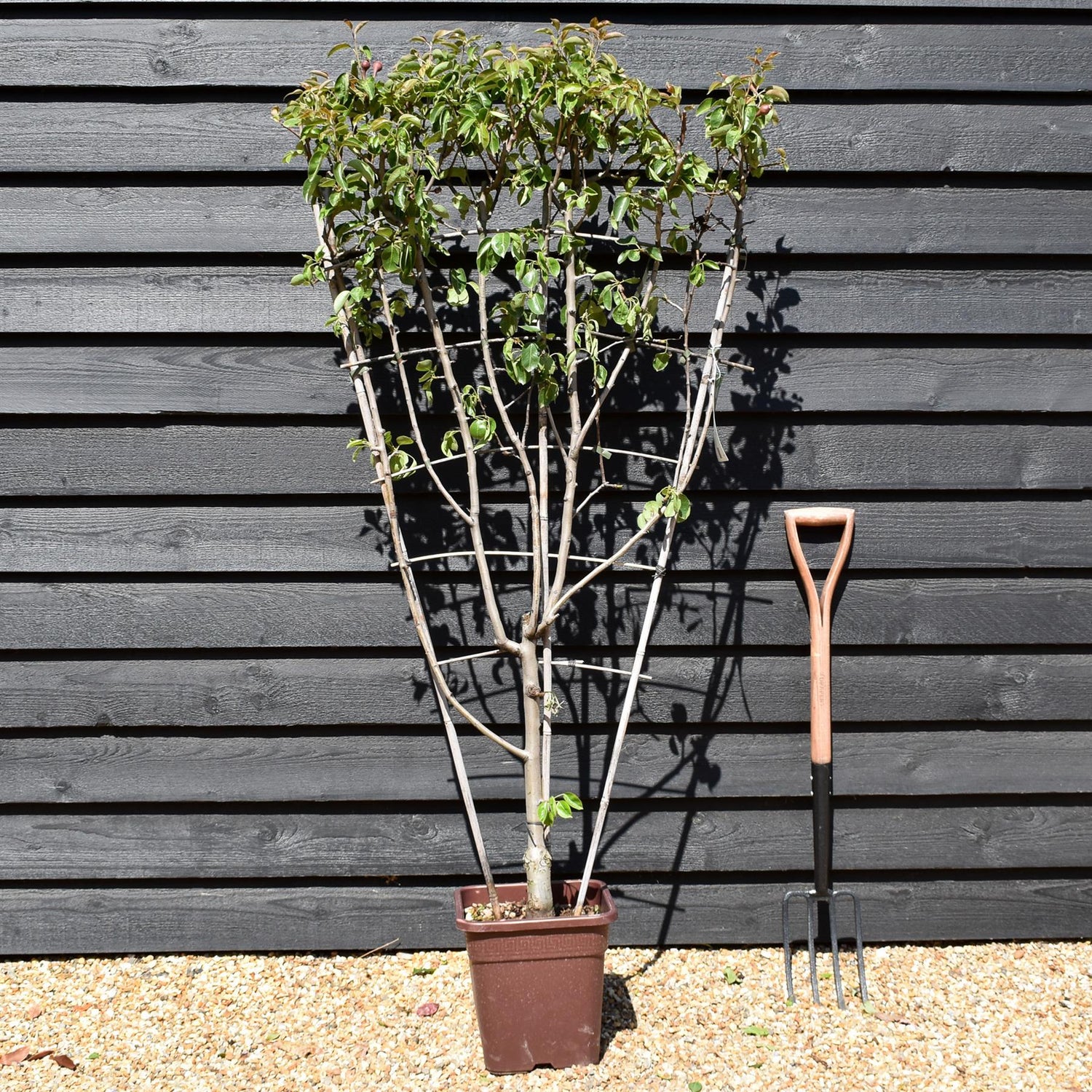 Pear tree 'William Rosso' | Pyrus communis  - Frame - Height 140-150cm - 15lt