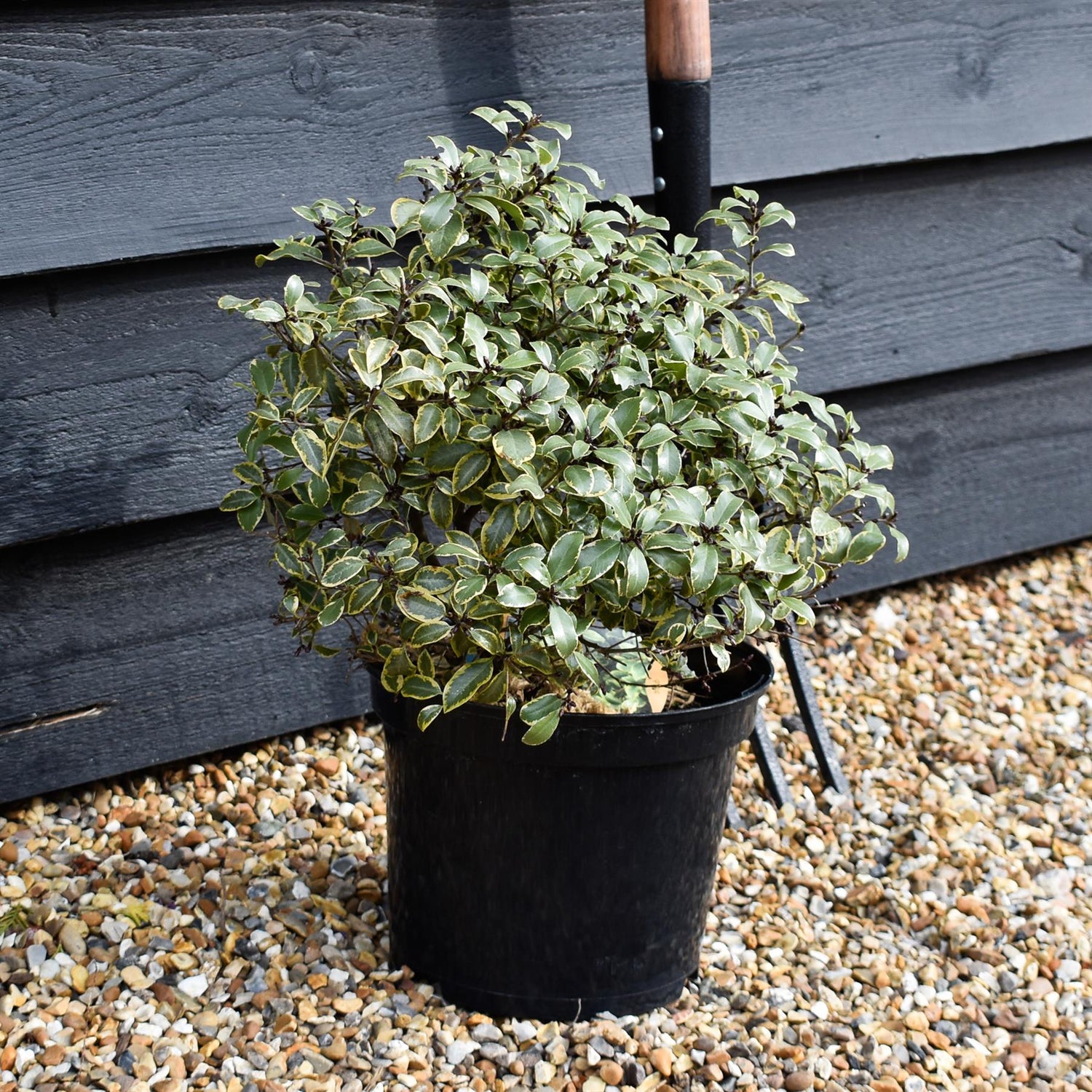 Pittosporum tenuifolium 'Glo Ball' - Height 30-40cm - 5lt