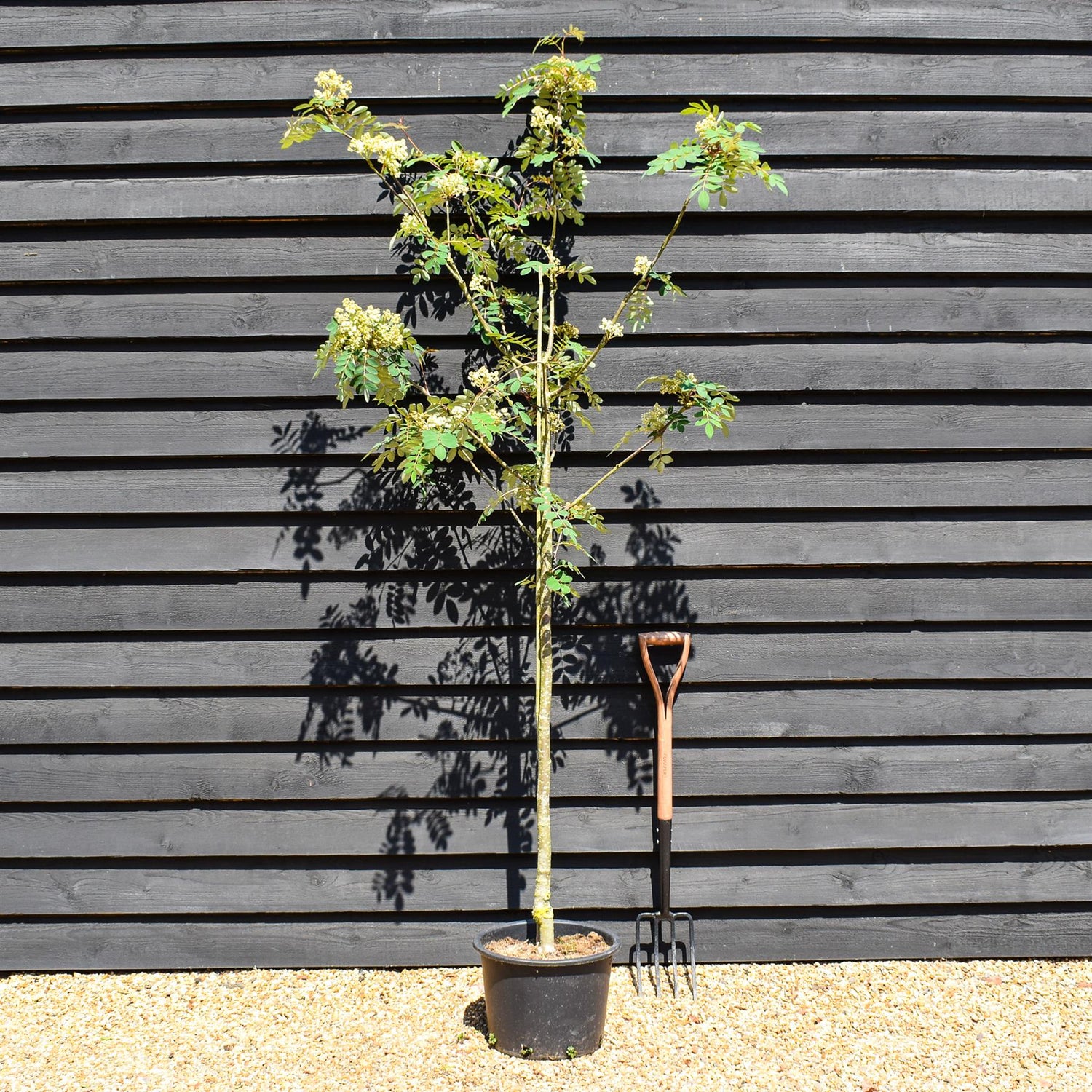 Sorbus pseudohupehensis 'Pink Pagoda' | Chinese Mountain Ash - 220-250cm, 20lt