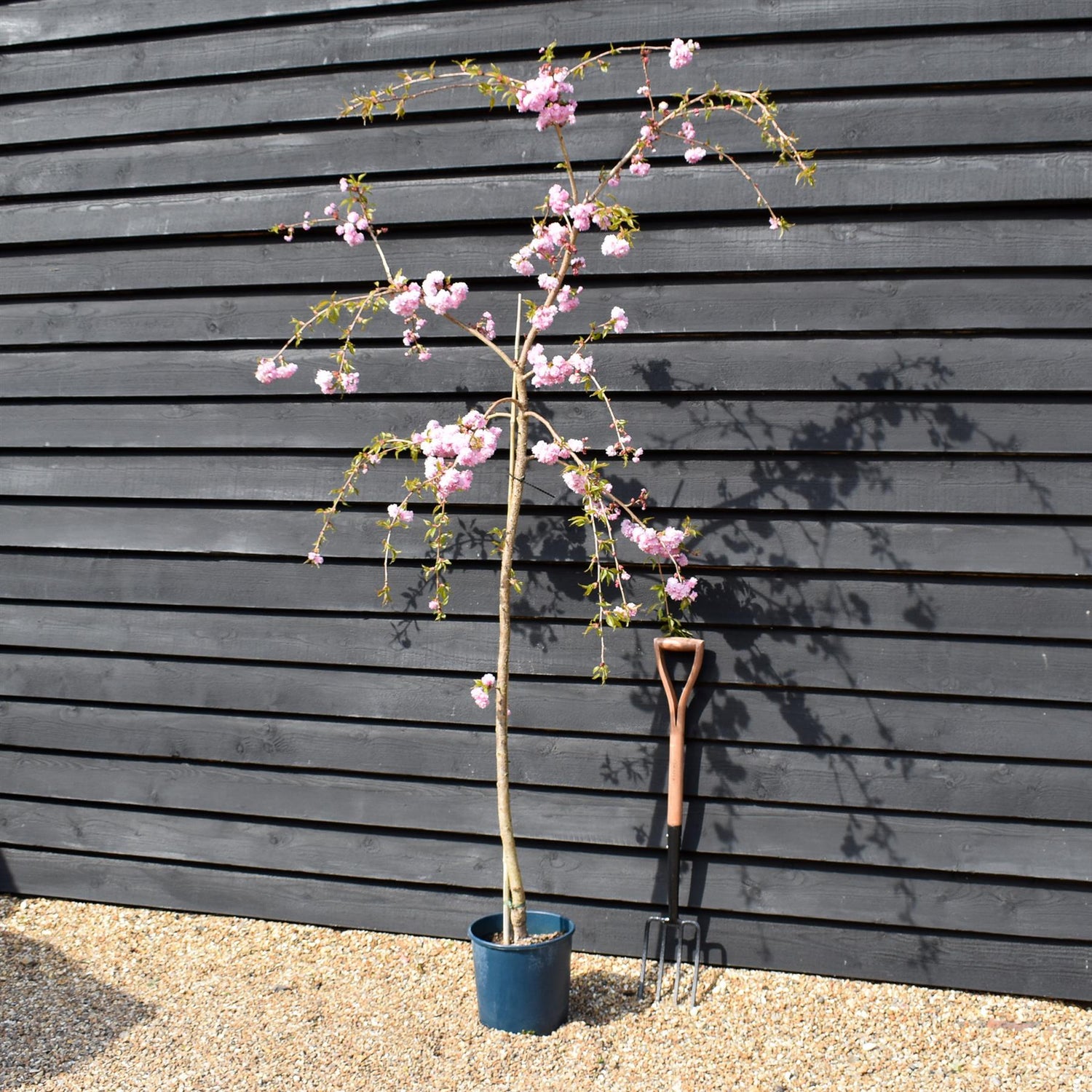 Prunus 'Kiku-shidare-zakura' | Weeping Oriental Cherry (150cm) - 10lt