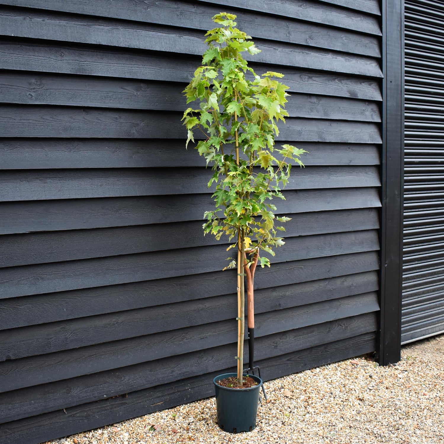 Acer Rubrum ' Armstrong Gold' - Height 180-210cm - 12lt