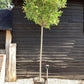 Photinia Red Robin | Christmas berry  -  Standard screening tree - Girth 14-16cm - Height 360cm - 70lt