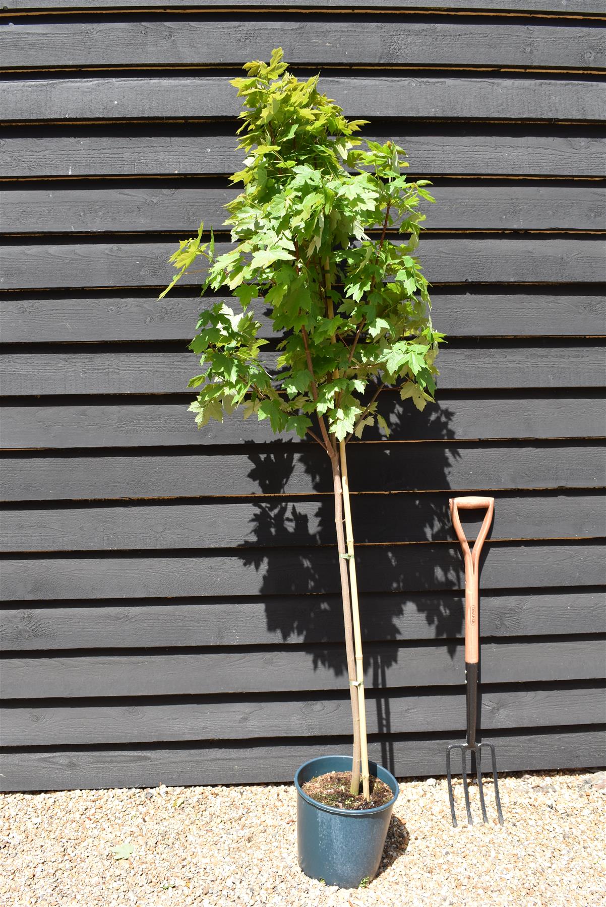Acer Rubrum Redpointe Maple | Redpointe Red Maple 1/2 std Clear Stem - 150-180cm, 10lt