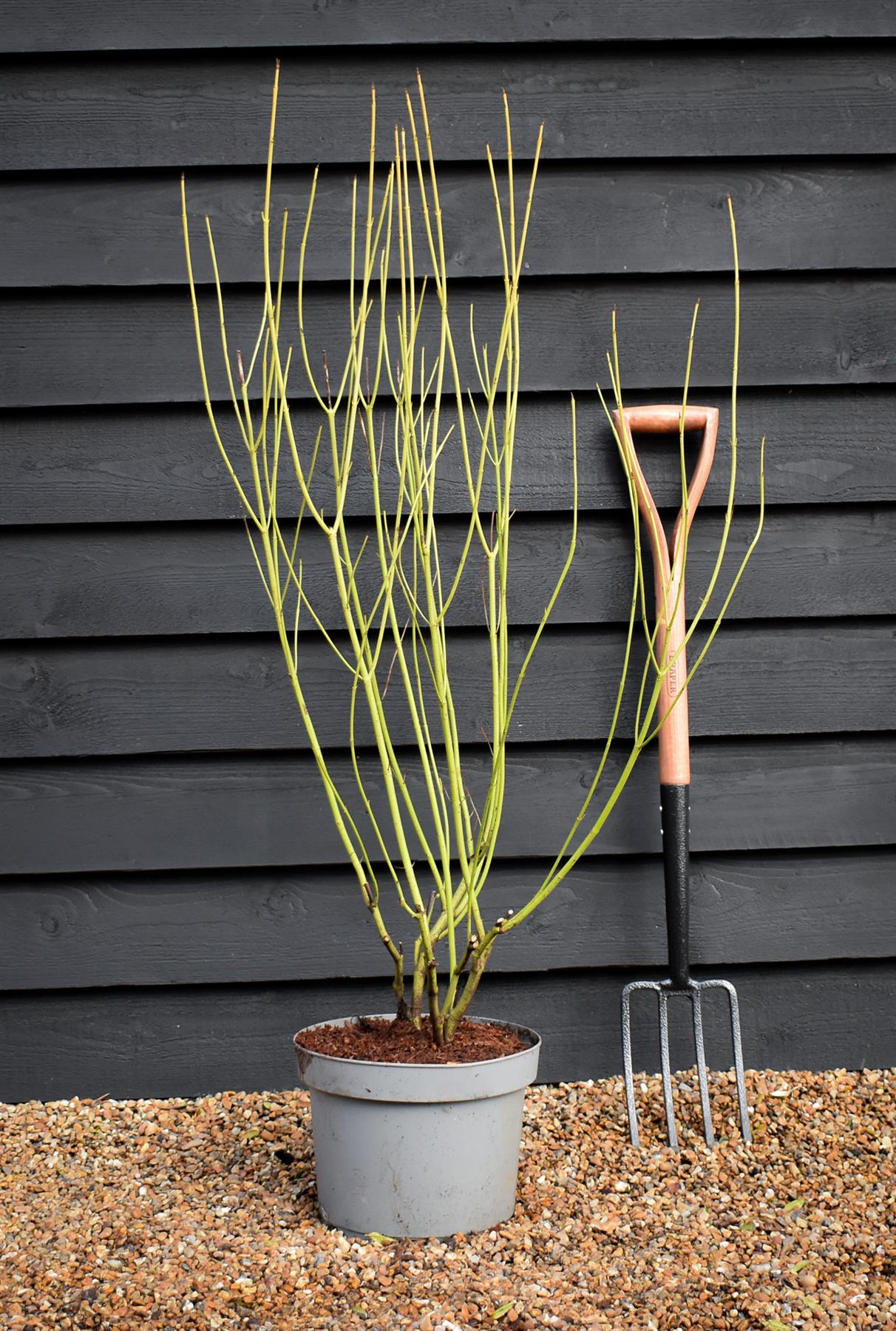 Cornus sericea 'Flaviramea' | Golden-twig dogwood- Height 110-120cm - 10lt
