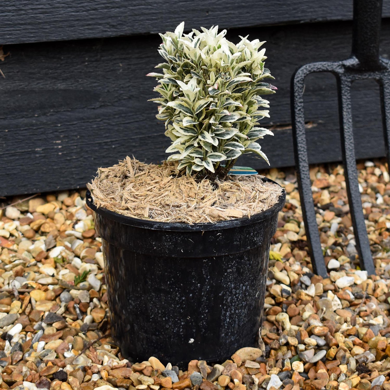 Euonymus japonicus 'White Spire' - Shrub -  Height 10-15cm - 2lt