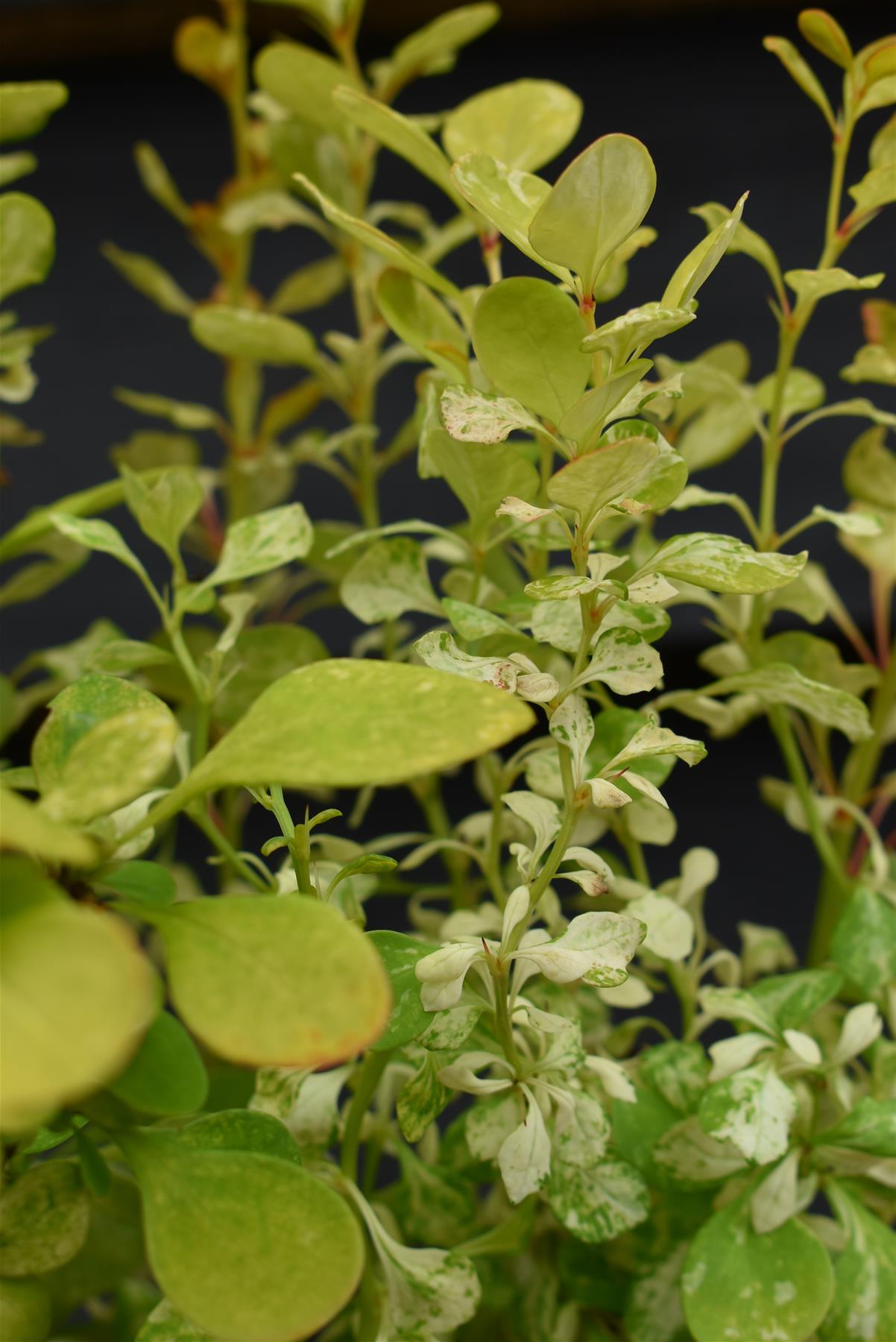 Berberis thunbergii 'Neon Gold' - 5lt