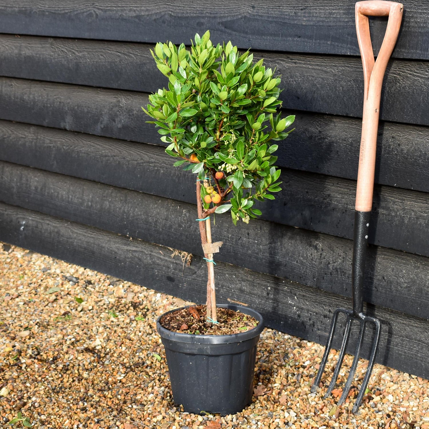 Arbutus unedo Tree | Strawberry Tree - Clear Stem 30-40cm - Height 70-80cm - 7.5lt