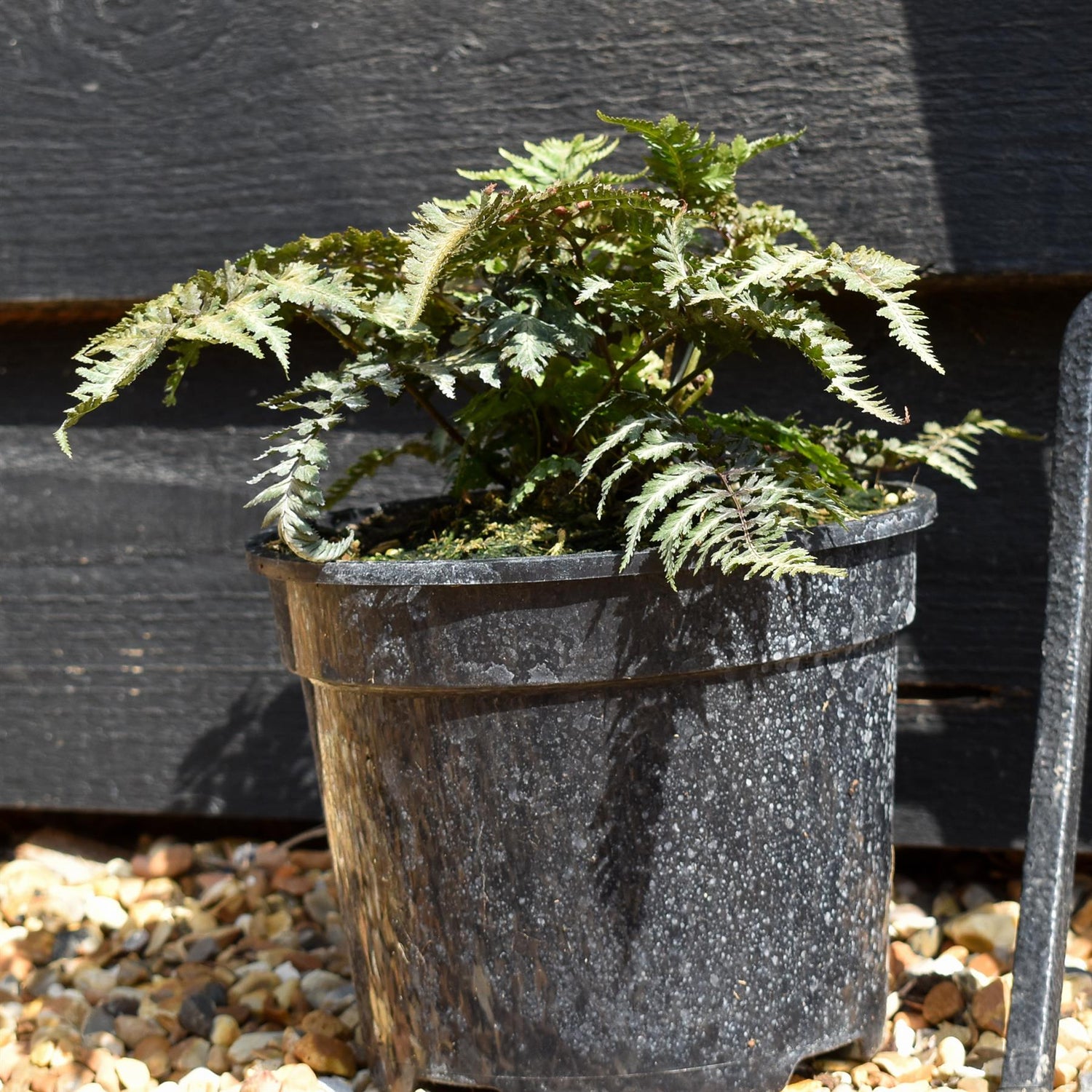 Athyrium niponicum 'Metallicum' - Fern - Height 10-20cm - 2lt