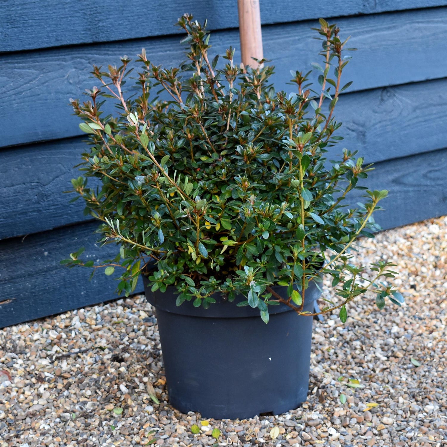 Azalea japonica | Rhododendron -'Violetta' - Bushy - Height 40-50cm -10lt