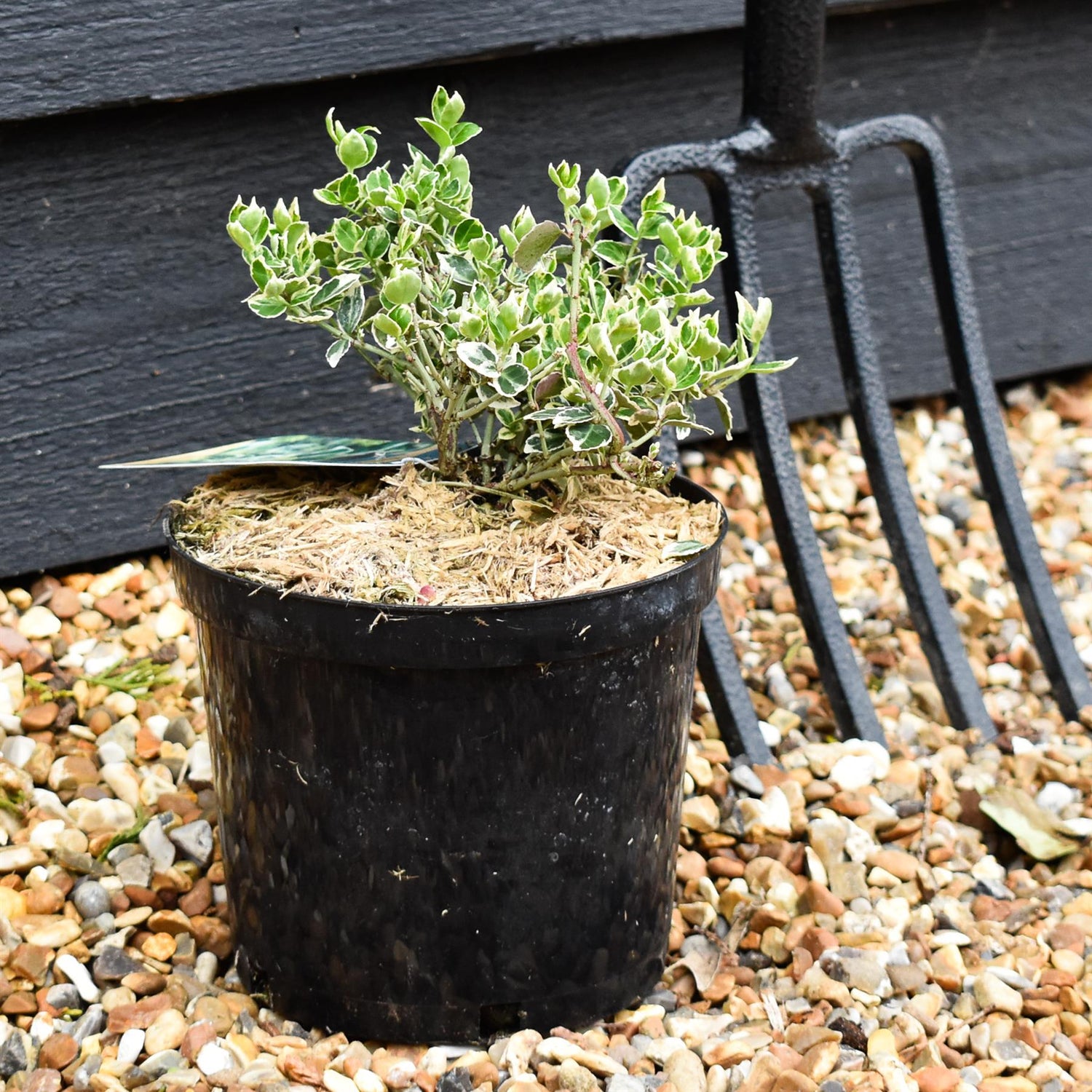Euonymus Emerald Gaiety - Height 10-12cm - 2lt