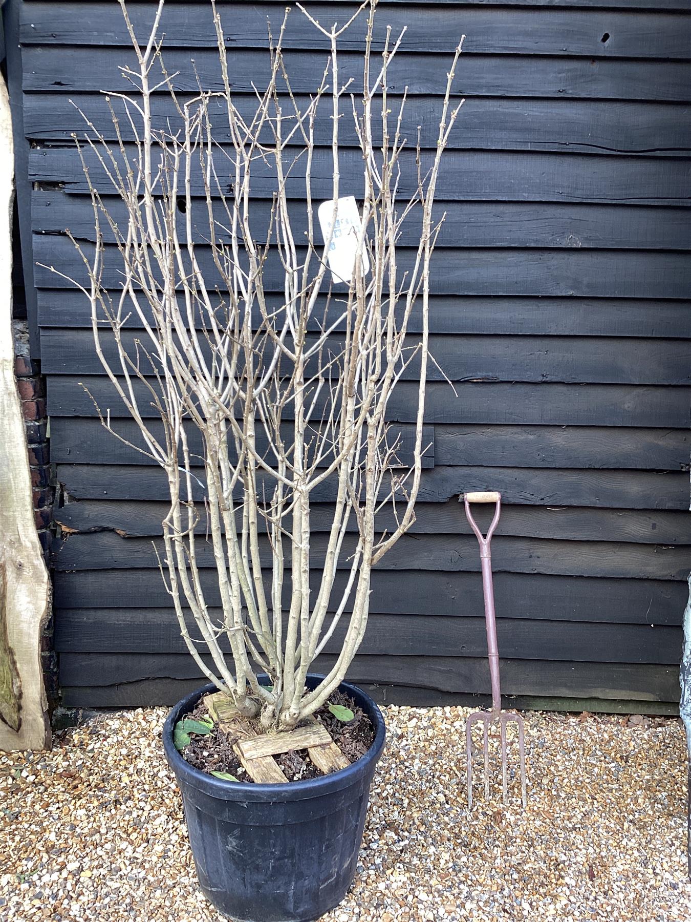 Lilac 'Souvenir d'Alice Harding' | Syringa Vulgaris - 180-200cm - 90lt