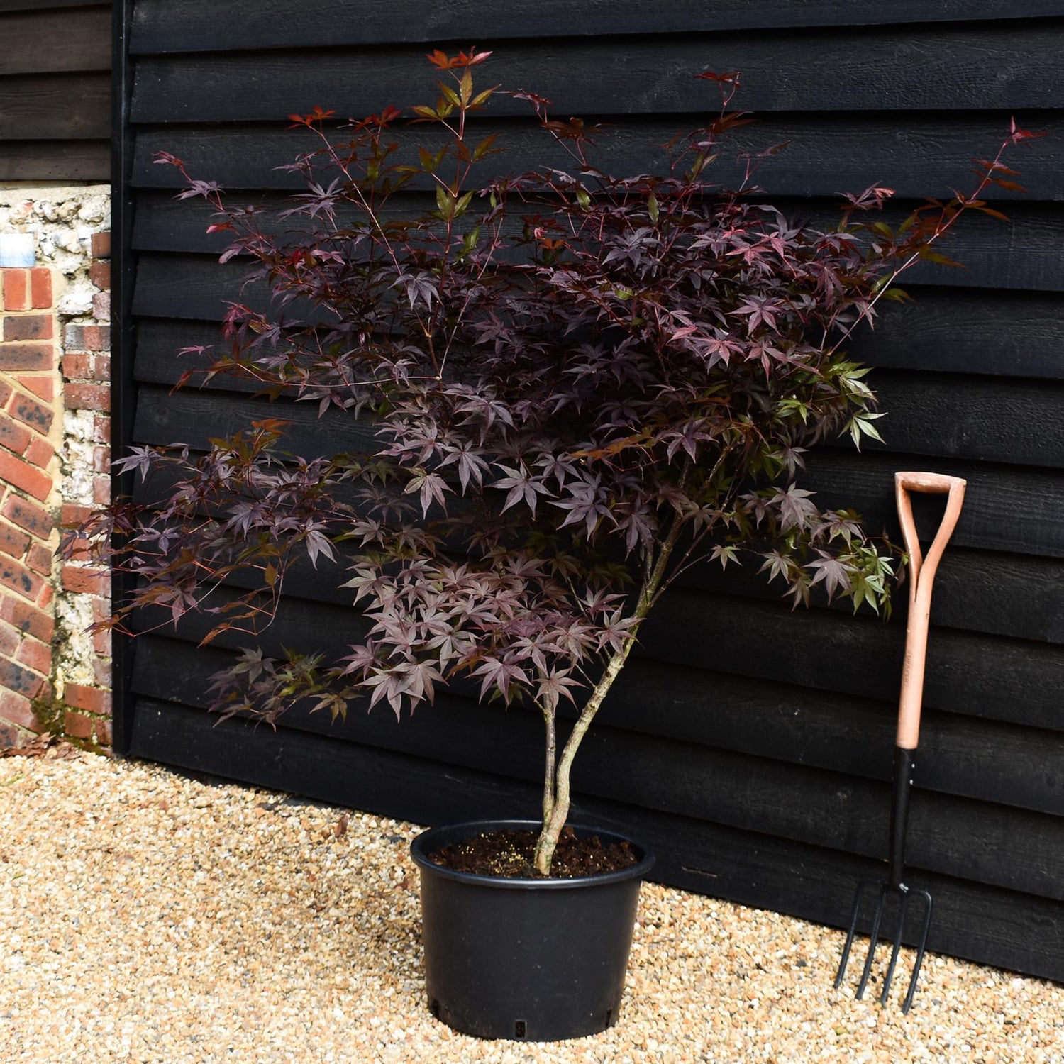 Acer palmatum 'Red Emperor' | Japanese Maple - Bushy - Height 140-180cm - 35lt