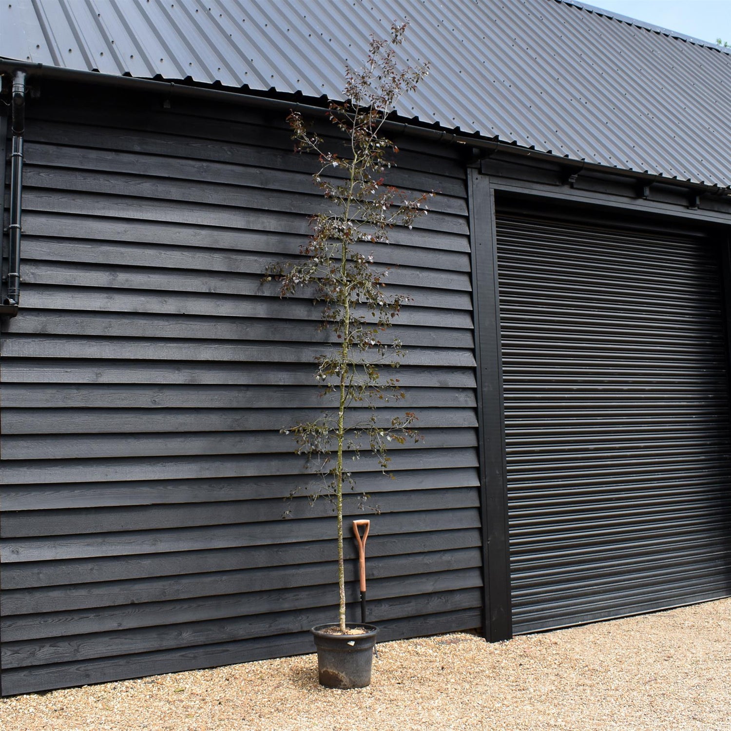 Purple-leaf Birch | Betula Purpurea - Height - 240-260cm - 12lt