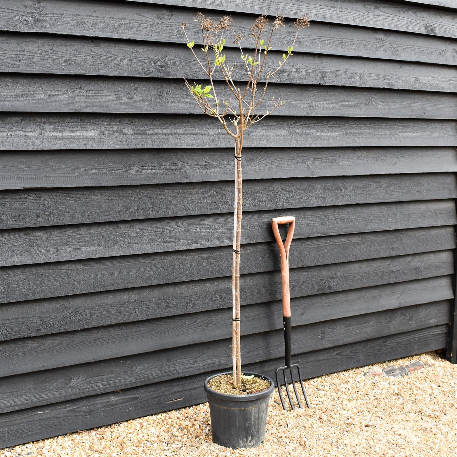 Hydrangea paniculata 'Limelight' - Stem 100cm - Height 170-180cm - 15lt