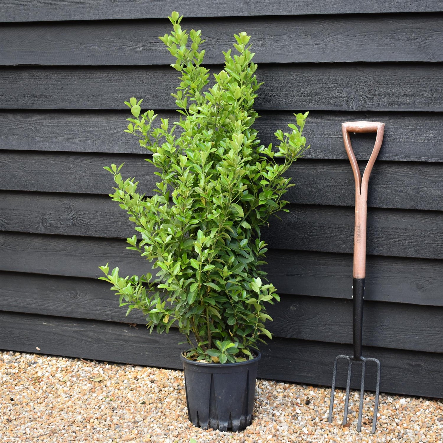 Euonymus japonicus - Shrub - Height 100-120cm - 10lt