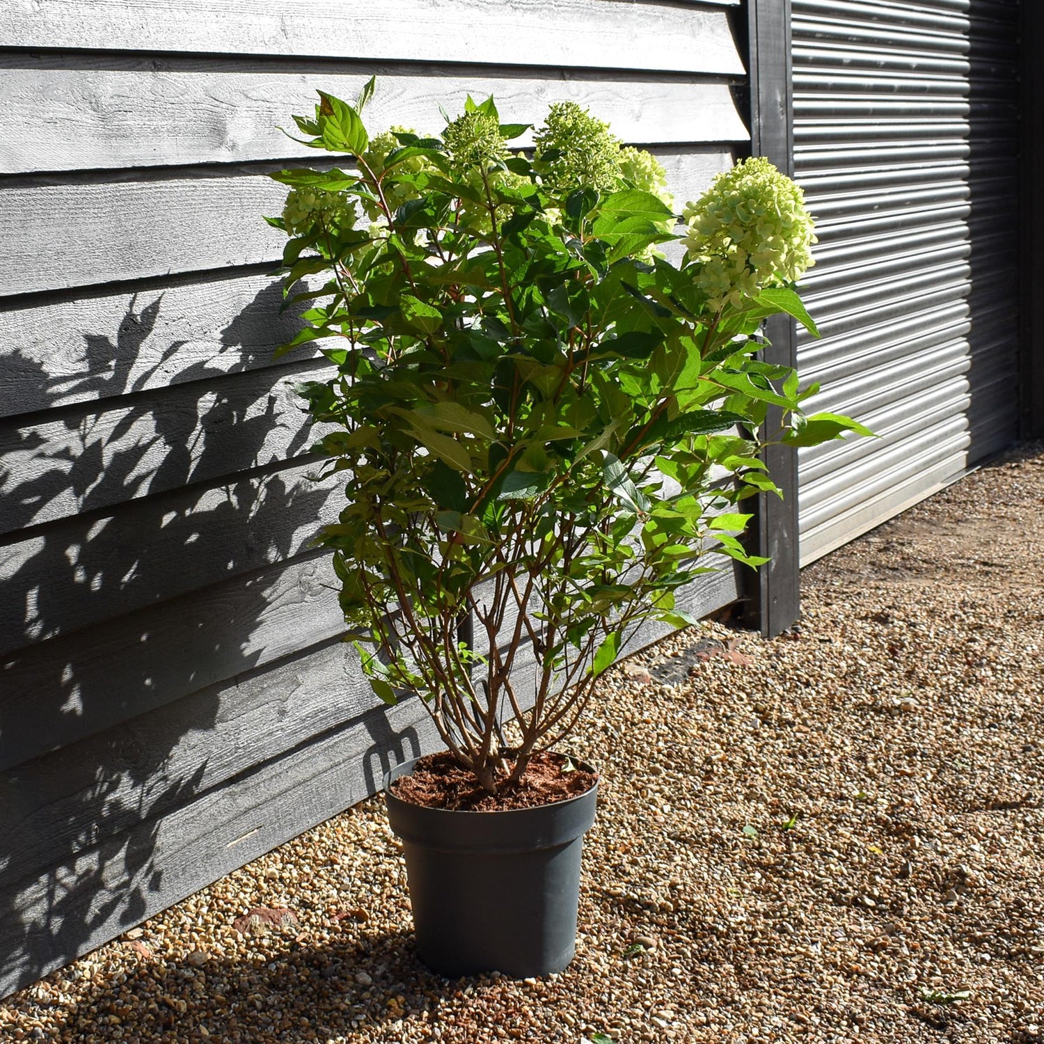 Hydrangea Paniculata 'Little Fresco' - Height 50-60cm - 15lt