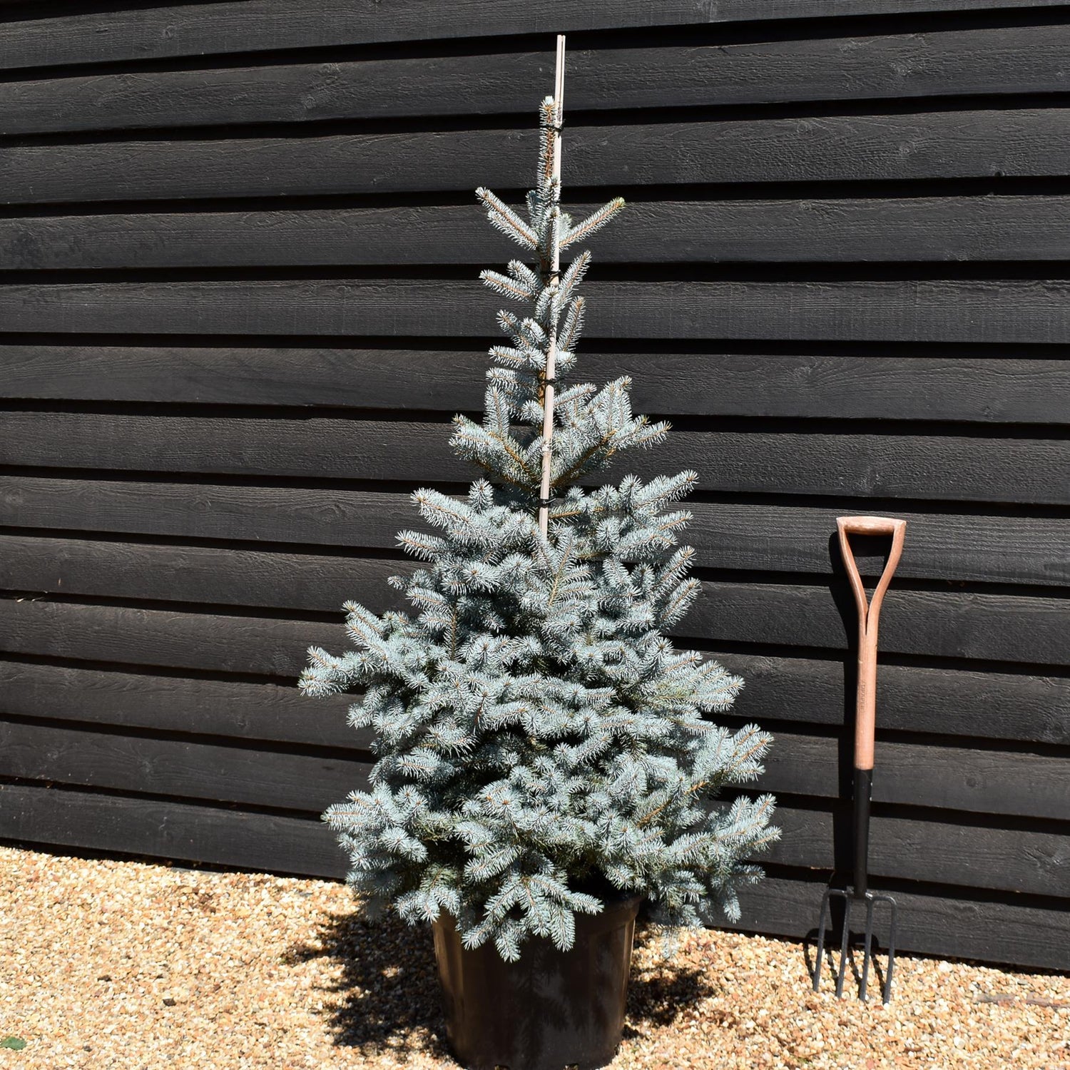 Picea pungens Edith| Colorado Blue Spruce - Height 130-140cm - 35lt