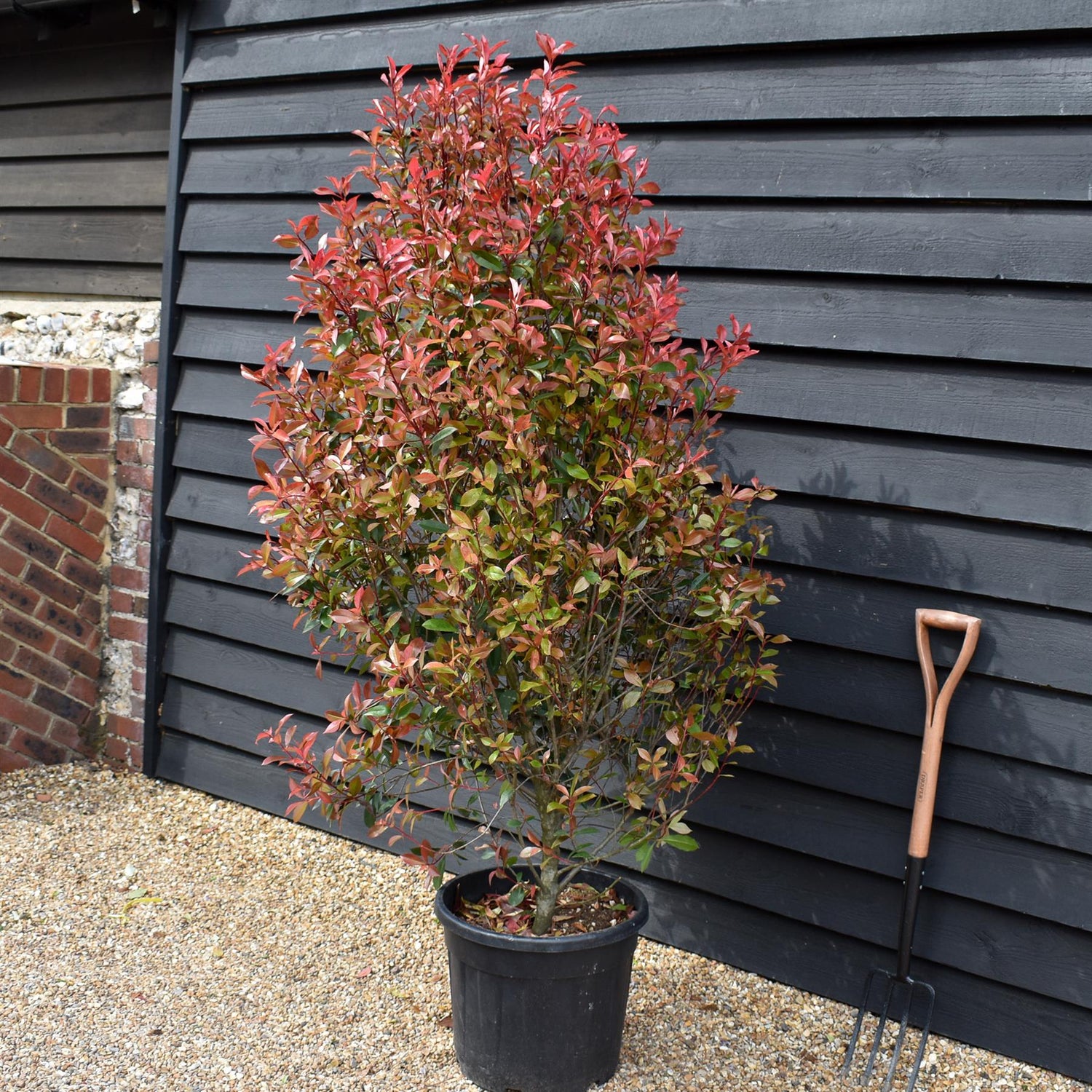 Photinia Red Robin - Compacta - Bushy - Height 170-180cm - 35lt