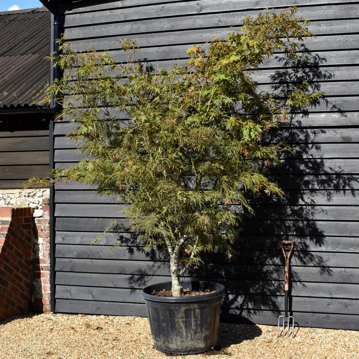 Acer palmatum Linearilobum | Japanese maple 'Linearilobum' - Specimen Tree - Height 280-300cm - 180lt