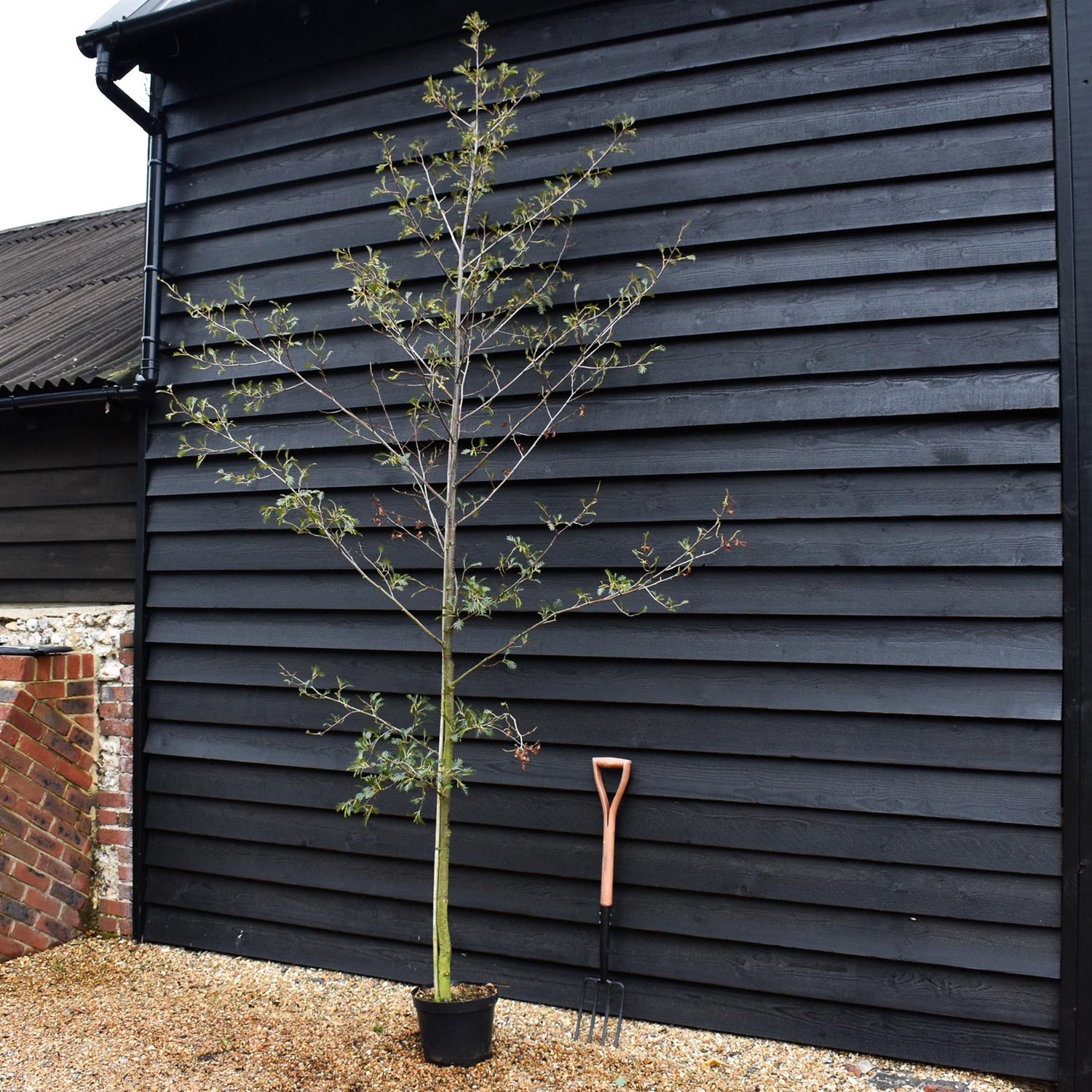 Cut Leaved Black Alder | Alnus Glutinosa Laciniata  - Feathered - Height 175-200cm - 10lt