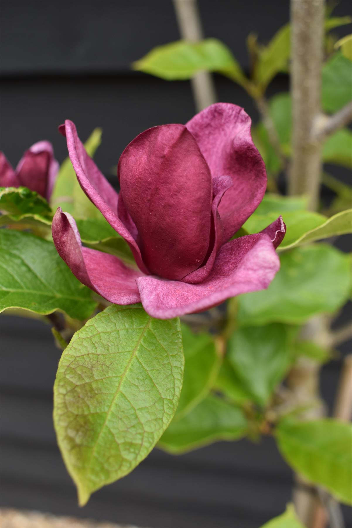 Magnolia Genie 1/4 Standard | Magnolia Genie - 165-210cm, 18lt