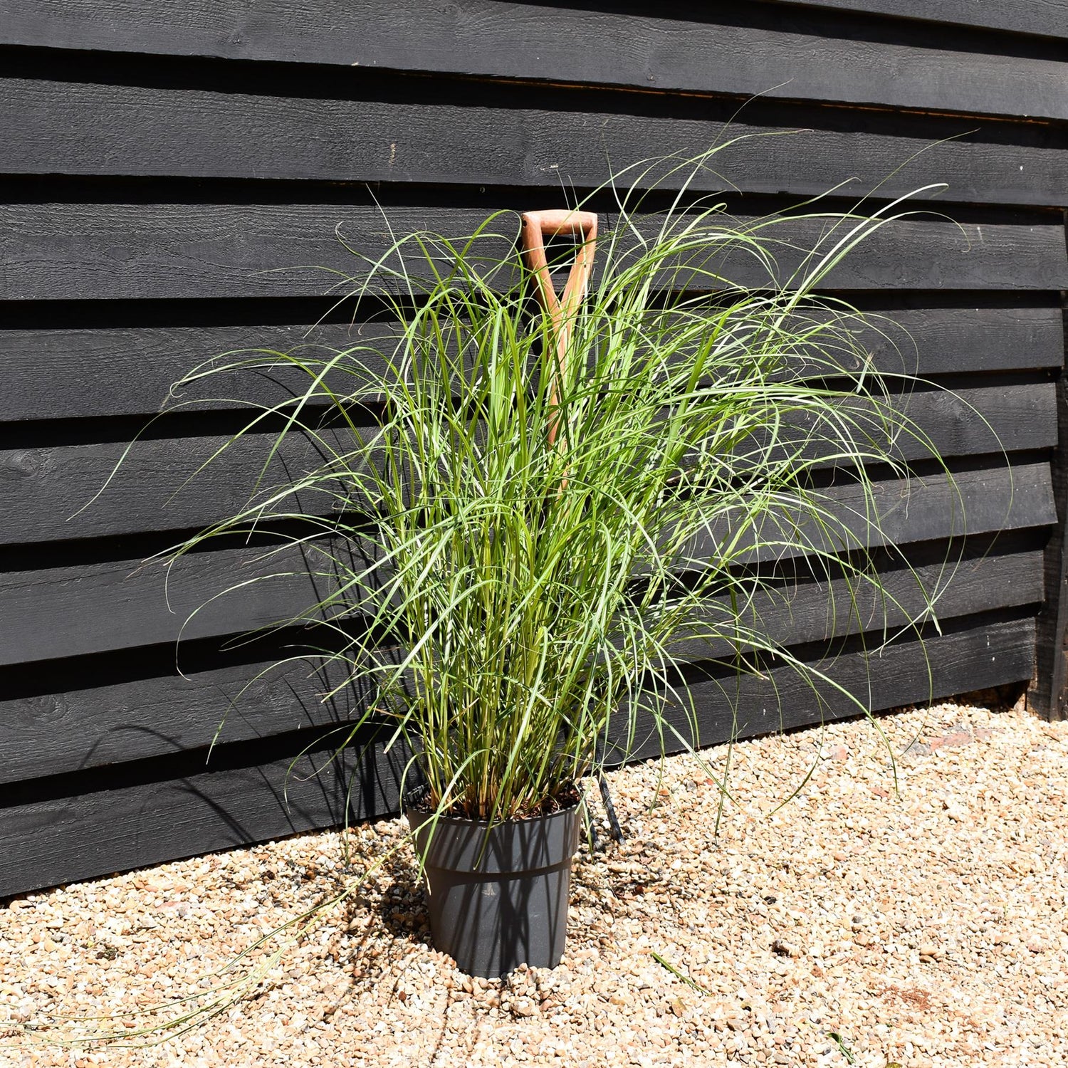 Miscanthus sinensis 'Herman Mussel' - Grass - Herbaceous Perennial - Height 80-90cm - 6.5lt