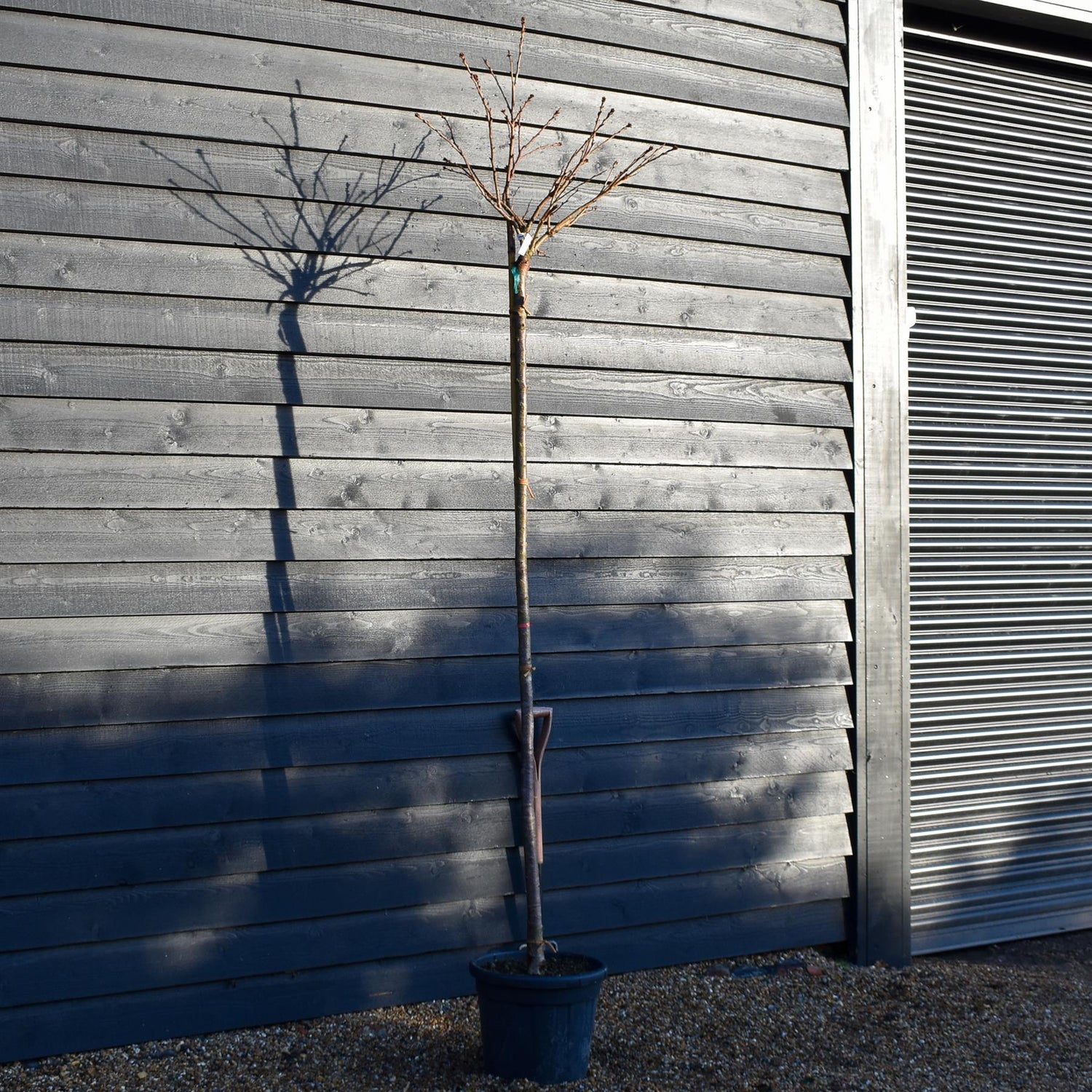 Prunus serrulata 'Kiku-Shidare' - Standard - Clear Stem 200-210cm - Height 250-260cm - Girth 10-12cm - 30lt