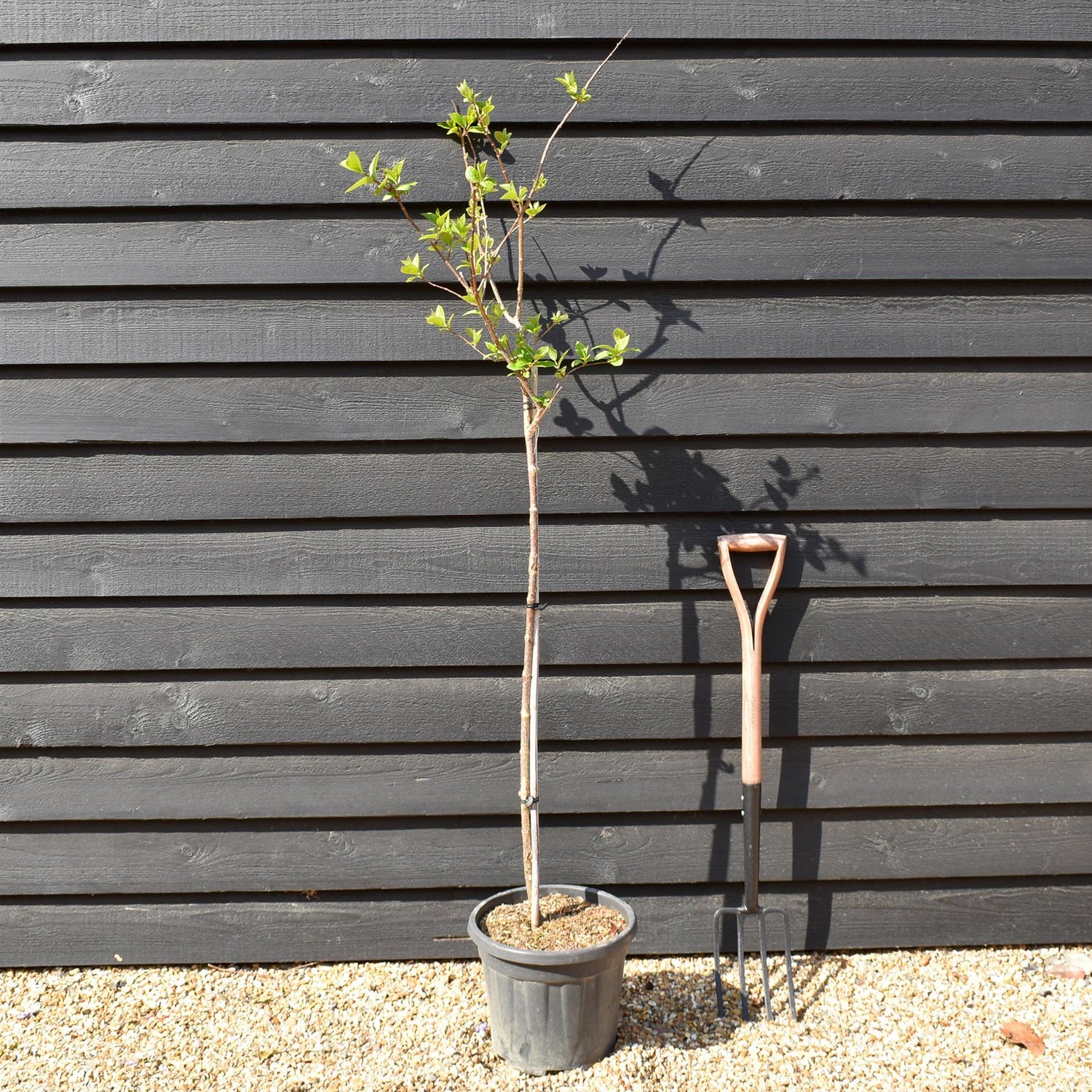 Hydrangea paniculata 'Diamantino' - Stem 100cm - Height 140-160cm - 15lt