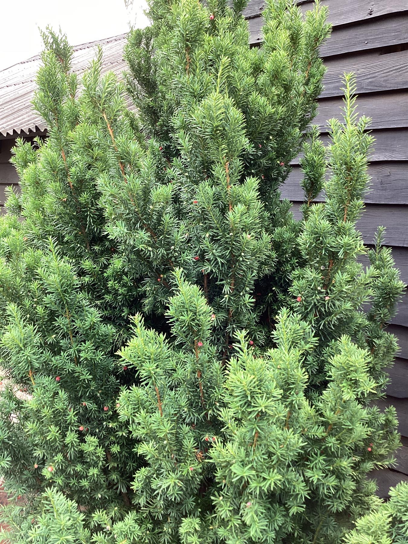 Taxus Media 'Hillii' | Yew 'Hilli' Tree/Large Shrub - Upright Taxus