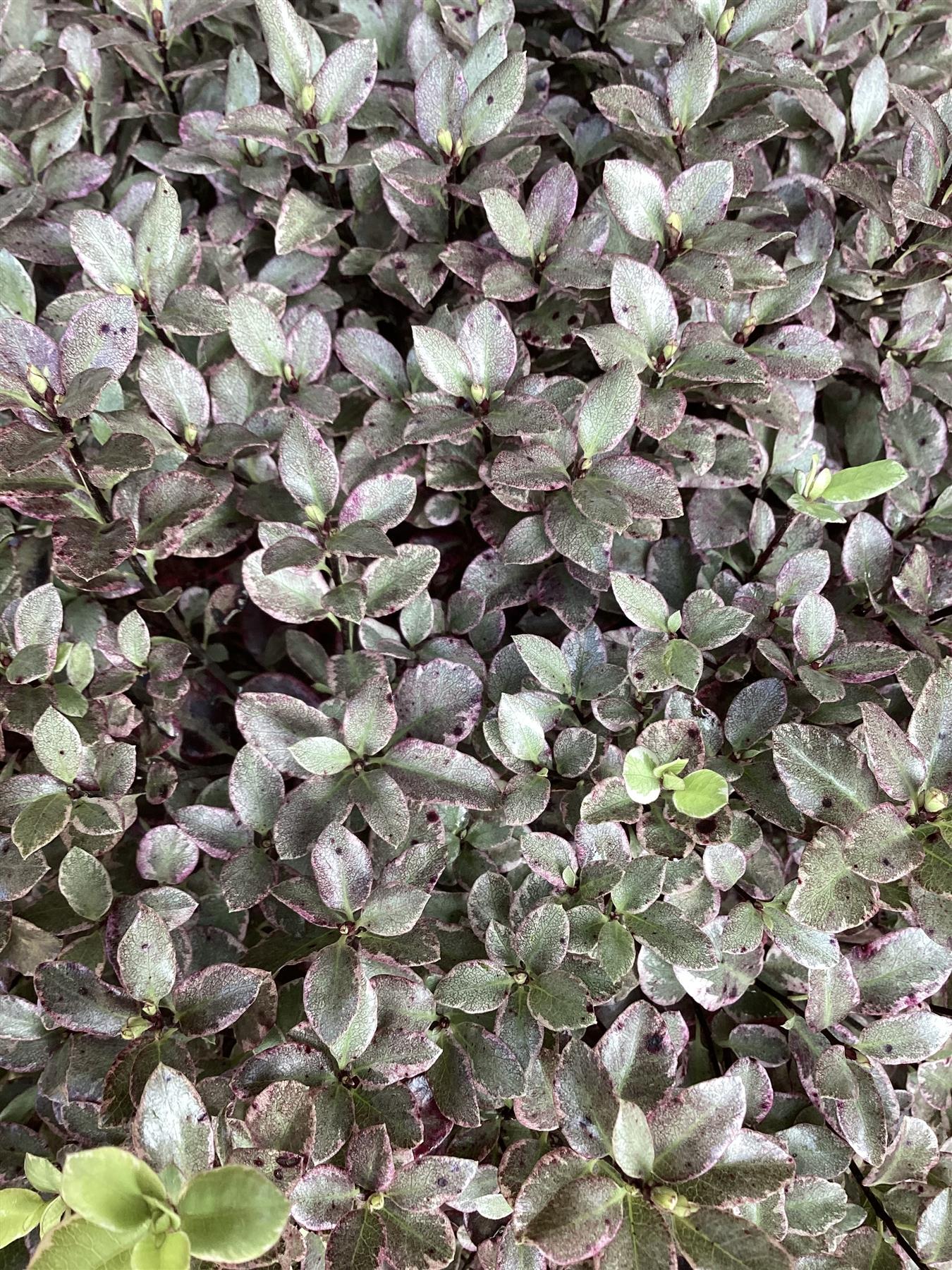 Pittosporum tenuifolium Bannow Bay - 30cm - 10lt