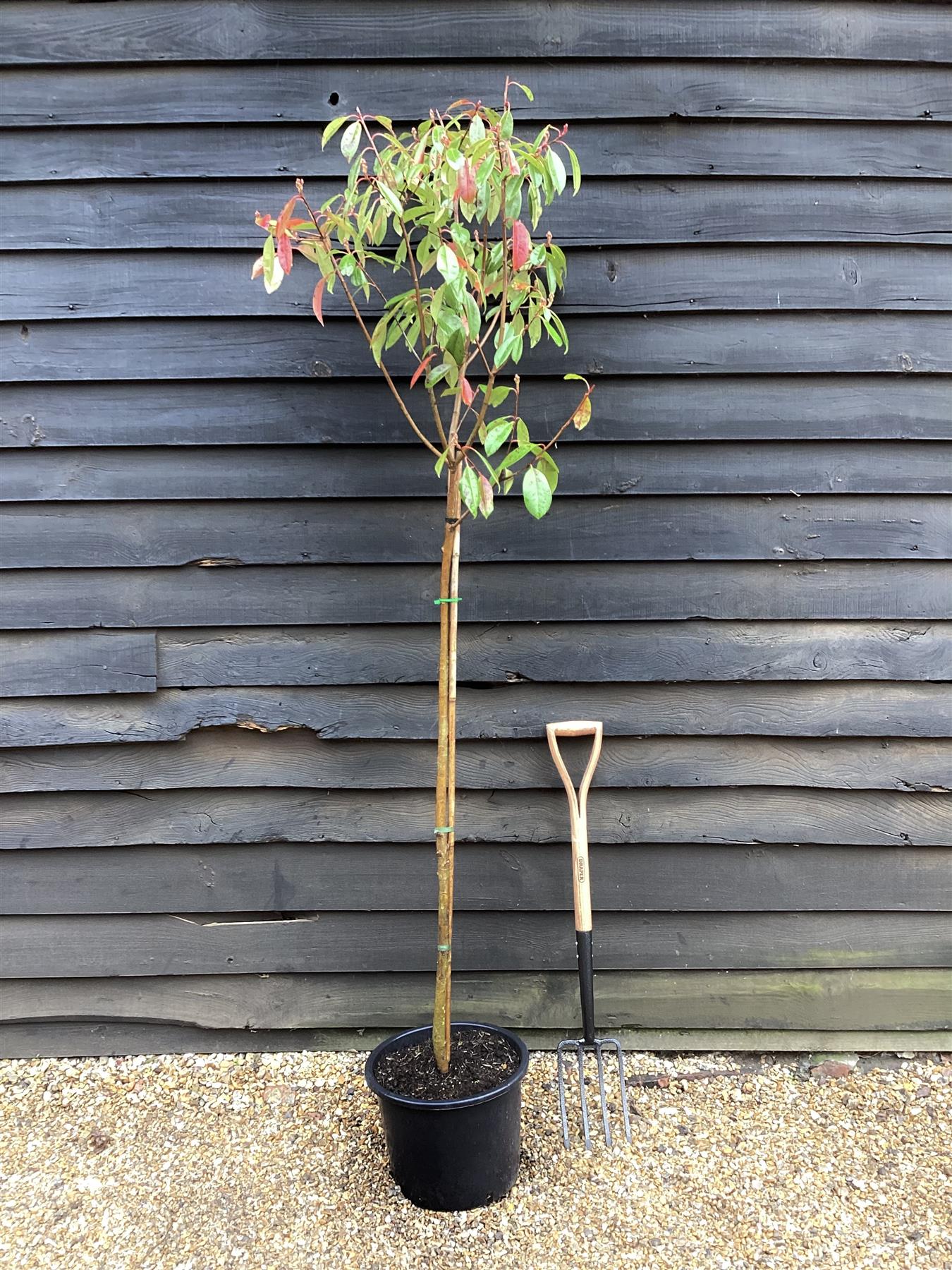 Photinia x fraseri Red Robin - 3/4 Standard - 180 - 200cm - 20lt