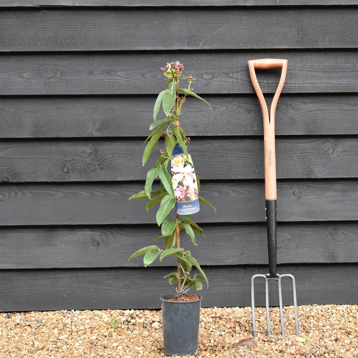 Clematis 'Apple Blossom' - Height 100-120cm - 2lt