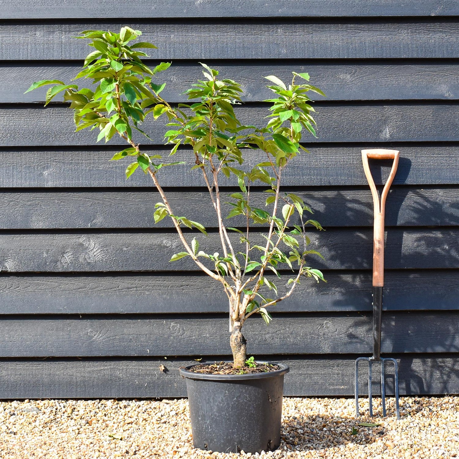 Cherry Kanzan | Prunus serrulata 'Kanzan' -  Bottom graft - Low Bush - Height 100-120cm - 20lt