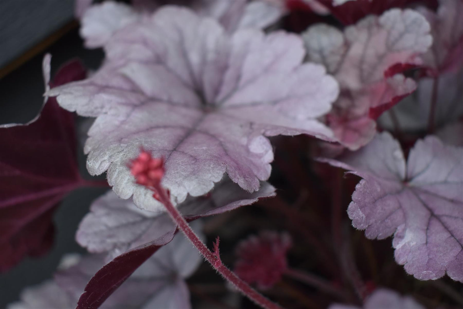 Heuchera 'Silver Gumdrop' | Alum Root | Coral Bells - 20-30cm, 3lt
