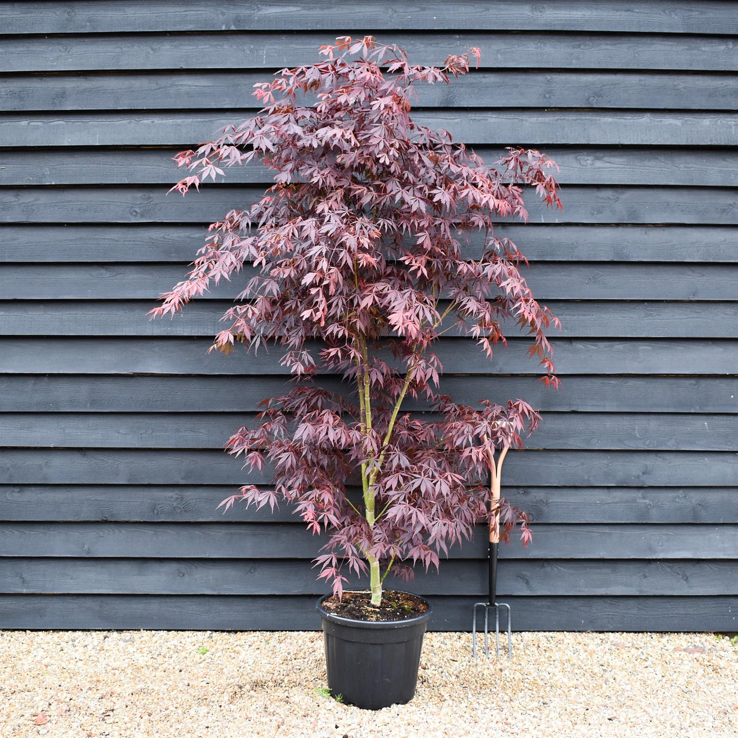 Japanese maple 'Sumi-nagashi' | Acer palmatum  Acer palmatum 'Sumi-nagashi' - Bushy - Height 180-220cm - 35lt
