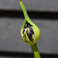 Agapanthus "Black Jack" | African Lily - 6lt