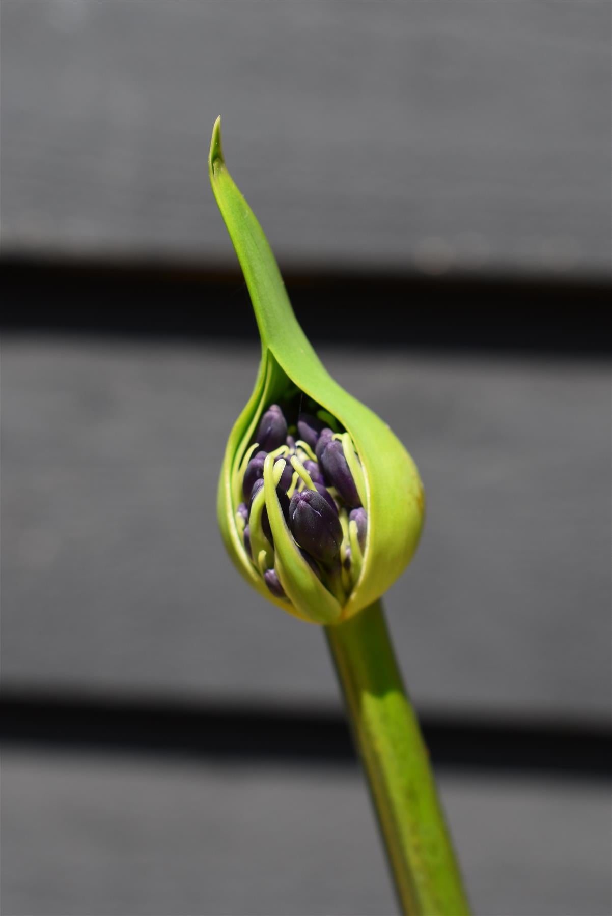 Agapanthus "Black Jack" | African Lily - 6lt